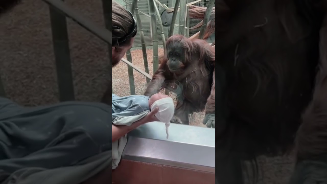 Orangutan's Emotional Plea to Zoo Visitor Melts Hearts Worldwide