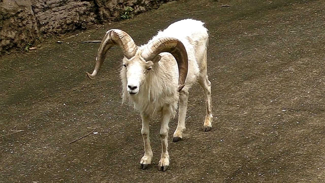 国内最後のドールシープ ラン丸 東山動植物園12 Dall S Sheep Youtube 国内最後のドールシープ ラン丸 東山動植物園12 Dall S Sheep Youtube