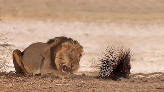 Extreme fight Lion vs Porcupine, Wild Animals Attack