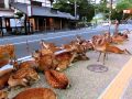 Horde of deer occupying the road at Nara. 奈良公園の鹿達、道路を占領して涼を取る