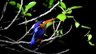 Amazing Wildlife at the Kinabatangan River