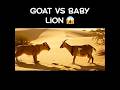 Caught on Camera: Baby Lion Attacks Goat! 😱 #shorts #wildlife #lionattack