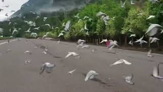 Melepaskan Ribuan Burung Merpati Ke alam Bebas🕊🕊