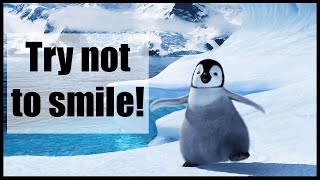 Top 10 Most Funny Penguin Videos EVER