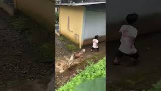 Download Lagu Selamatkan diri😭 MP3