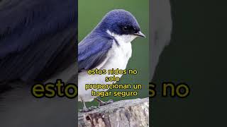 La Arquitectura Aérea de los Nidos de Golondrinas Net Worth