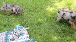 Springerdoodle Puppies For Sale