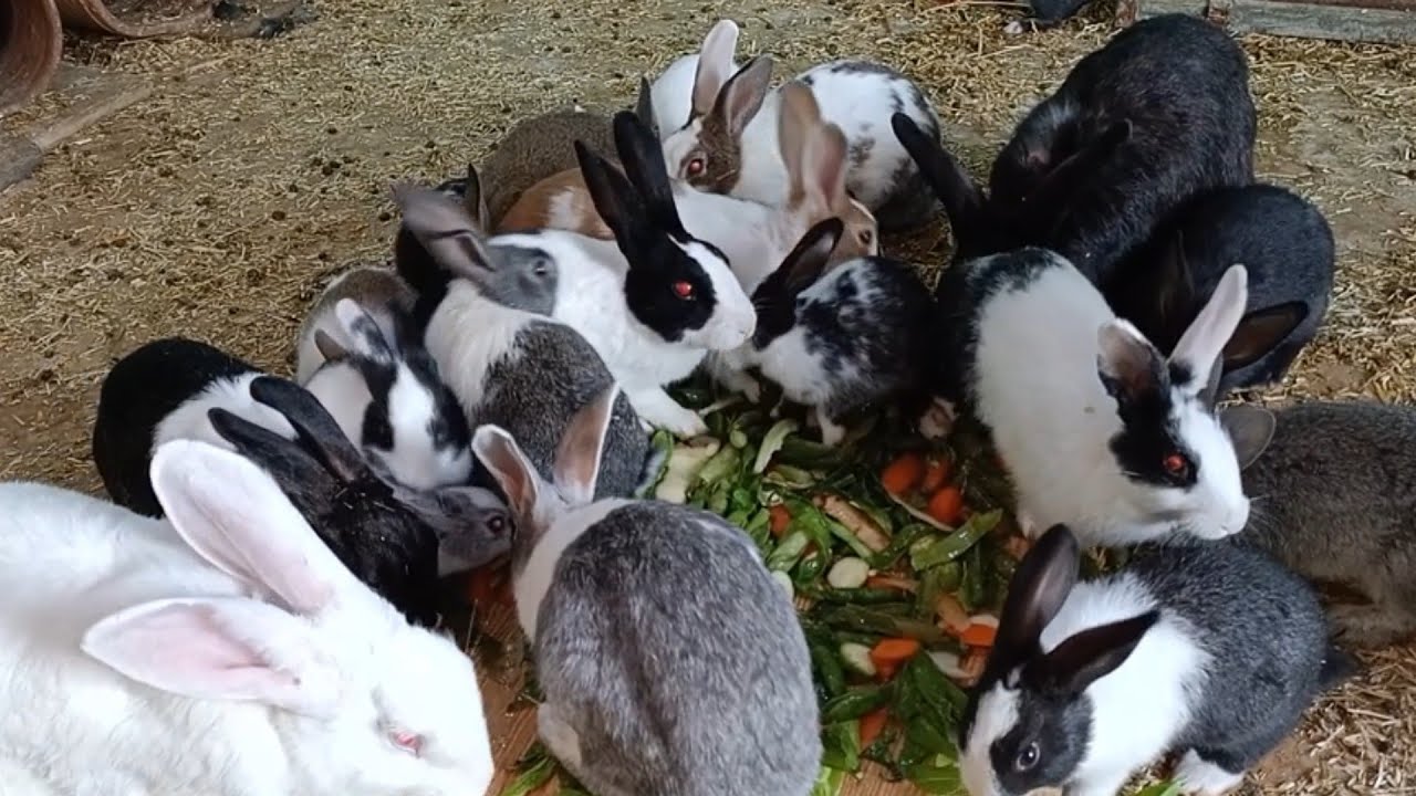 اسباب موت الارانب الصغيرة والكبيرة في تربية الأرانب علي الارض وحل المشكله دي