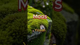 Almancayı Farklı Bir Yolla Öğren