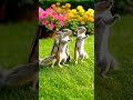 squirrel dancing on honey bunny