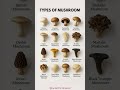 TYPES Of MUSHROOM