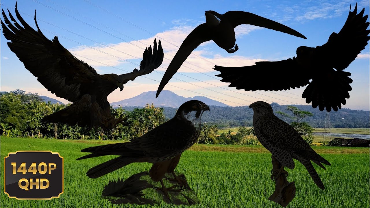 The 5 Fastest Birds In The Sky 😲😲 - YouTube