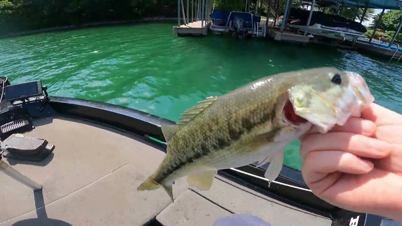 Fishing Lake Nottely in GA! Tips/Tricks for summer time bassin!