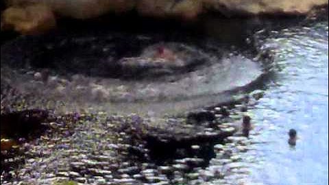 video of the new years  jump 1 january 2012