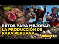 ¿Cuáles son los retos para mejorar la producción de papa en el Perú?