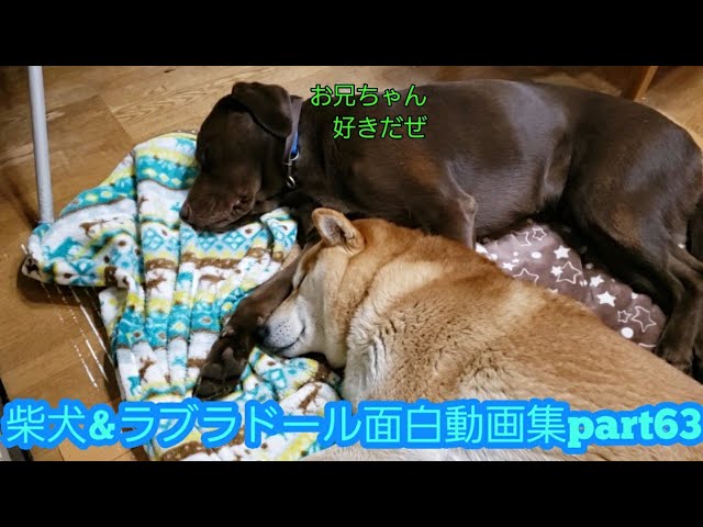 柴犬 ラブラドール面白動画集part63 Shiba Labradorretriever Funny Stories Youtube