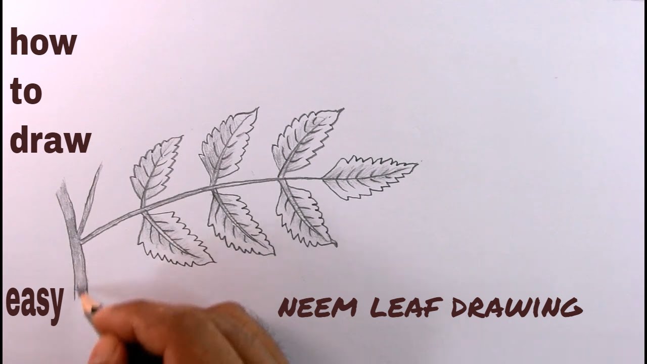 How TO Draw A Neem Leaf Step By Step/Leaf Drawing/How To Draw A Leaf ...