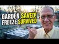 Gardening Success: My Strategy for Topsoil, Rain, and Unexpected Freezes #gardening