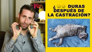 ¿Es normal que mi gato tenga sus 🎾🎾 duras después de la castración?