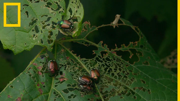 Especies invasoras 101 | National Geographic en Español