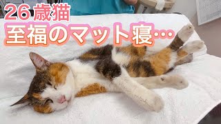 検査後にマットの上で寝ちゃうナナさんが幸せすぎました。【26歳猫のナナさん】