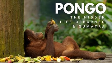 Pongo : Traces of Wisdom in the Canopy
