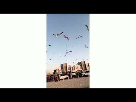 Kite beach Dubai