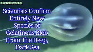 Scientists Confirm Entirely New Species of Gelatinous Blob From The Deep, Dark Sea.