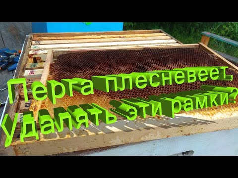 Профессор Кашковский: Перга плесневеет, надо ли удалять такие рамки?