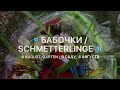 Бабочки / Schmetterlinge