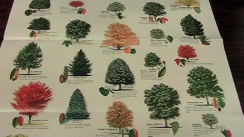 Emerald Ash Borer - Video 1