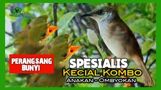 SPECIALIST OF LITTLE BIRD SOUND Stimulant \u0026 OMBYOKAN MATERIAL COMBO @Kedit Lombok