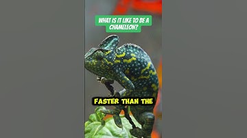 What Is It Like to Be a Chameleon?