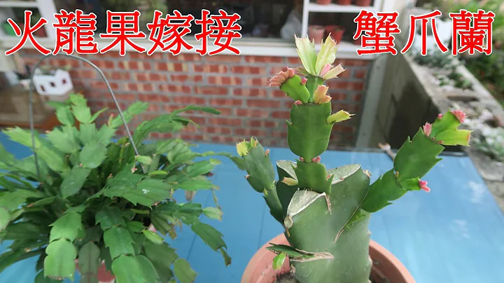 火(紅)龍果嫁接蟹爪蘭的方法 - 天天要聞