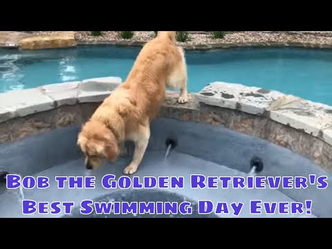 Living Legendary with Ask The Pool Guy: Explore Our Super Chill Swimming Pool via Golden Retriever