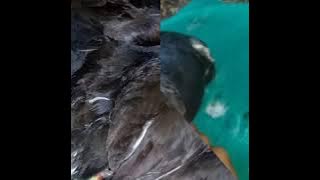 Suara Empit Manual Burung Peruk/Mandar Batu Jantan