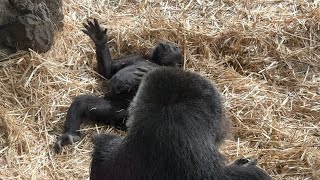 寝ながらドラミングするスモモちゃん【‎2024年‎4月18日】【上野動物園】ゴリラ