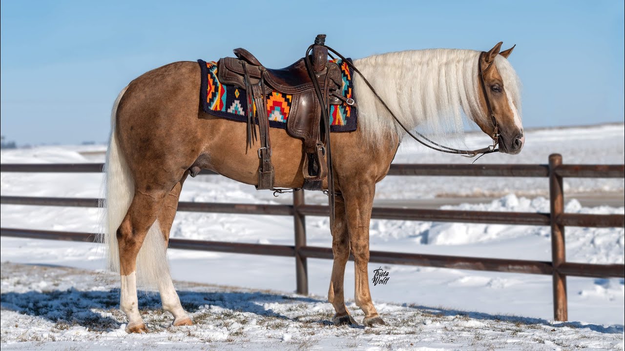 Rayban 2021 AQHA Stallion Offered February 17th Schmitty’s Sale