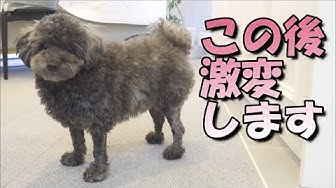 羊カット Youtube