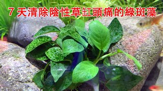 天清除陰性草缸頭痛的綠斑藻綠塵藻再頑固也不怕|The green spot algae were removed in 7 days.