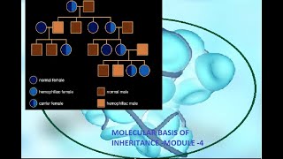 Principles of Inheritance - Module 4