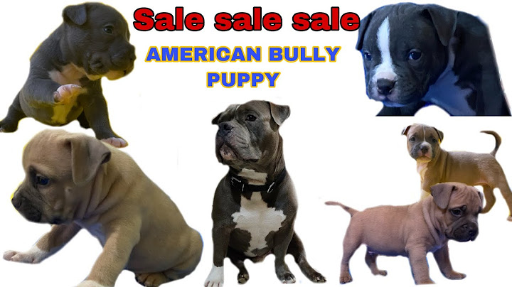 American bully pocket for sale near me