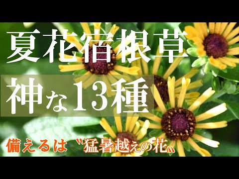 芳香植物9選！もうバラだけじゃない夏の庭の香りを格上げする実体験おすすめ