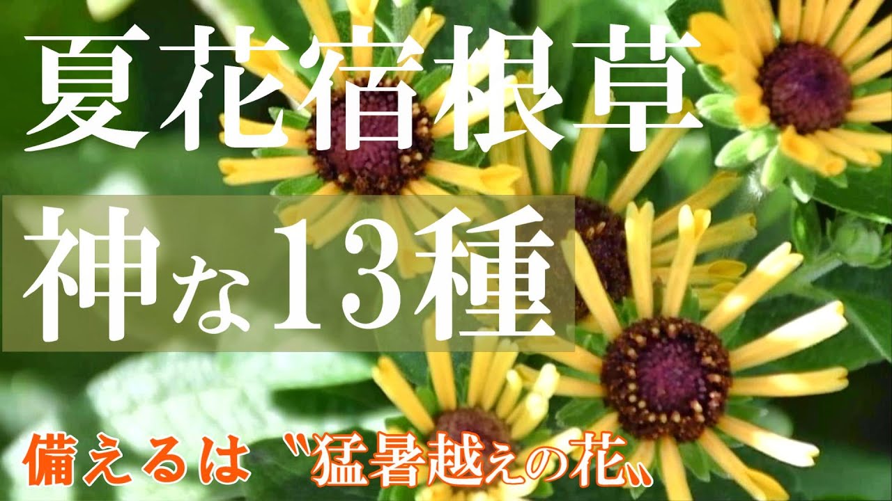 【夏花宿根草 ✨神１３種】備えよ、夏庭！猛暑を越した夏花*コレで安心｜ガーデニング
