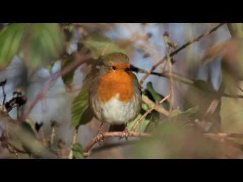 Little Robin (Healing Harp Music with Robin Song)