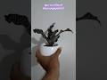 earth star എന്ന ചെടി കാണാത്തവർക്കായി | indoor plant #shorts