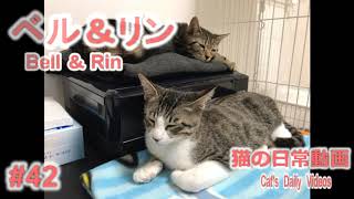 【ラブラブ猫】ただひたすら猫(♂)を舐め続ける猫(♂)【猫動画42】