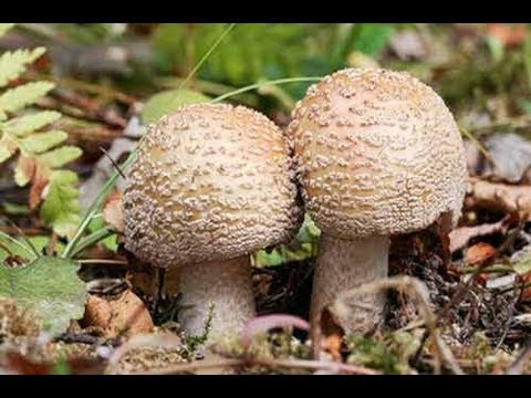 Где Мухомор, так и Белые грибы растут - народная примета.