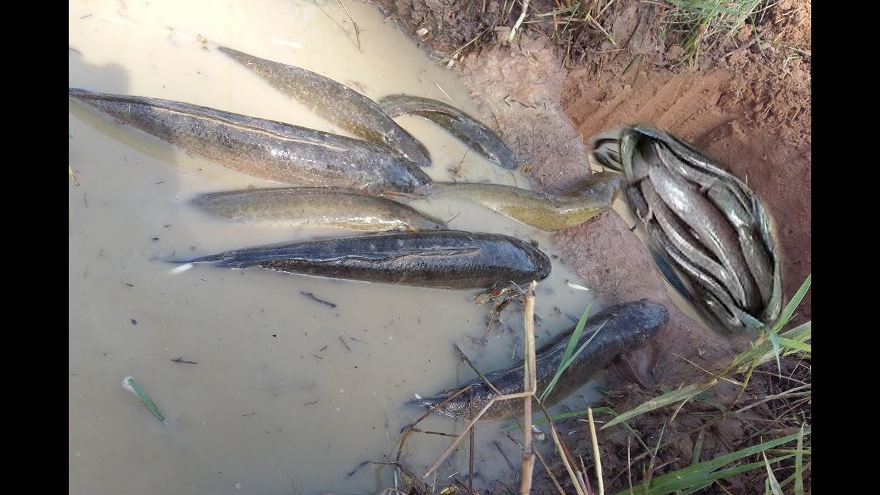 net fishing wa The First Trap Can Catch A lot of fish and Small Fish Make By Smart Boy in cambodia
