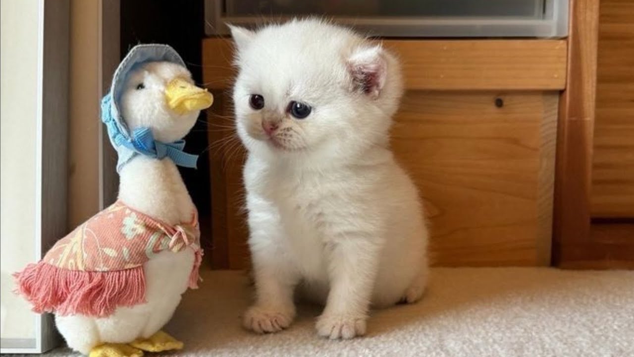 😂 Funny Cat Moments That Will Make You Laugh! | Cute Cats Compilation 🐱 ...